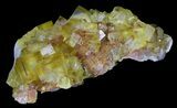 Lustrous, Yellow Cubic Fluorite Crystals - Morocco #32302-2